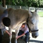 Two people massaging legs of white horse