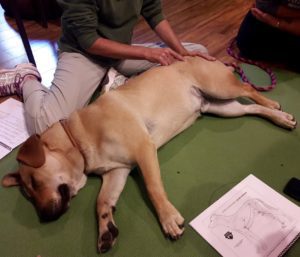 yellow dog laying on a mat