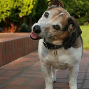 jack russel terrier