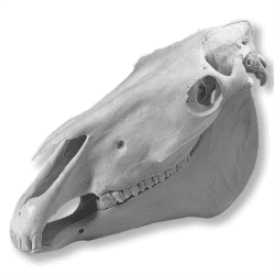 horse skull