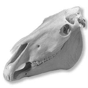 horse skull