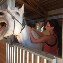 Woman massaging horse's neck