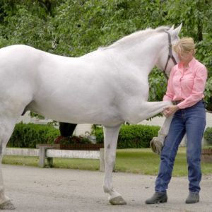 Equine Manual Ligament Therapy NOV26