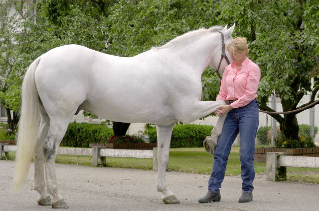 Equine Manual Ligament Therapy NOV26