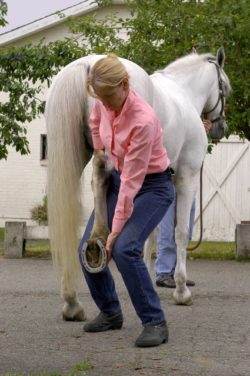 Horse getting the hindlimbs stretched