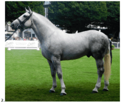 Conformation Horse