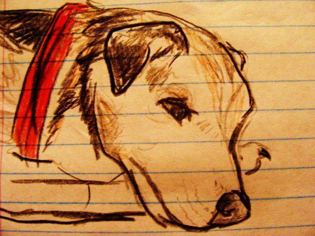 Small Animal Rehabilitation Massage Practical-MAR26