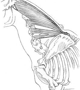 equine anatomy illustration