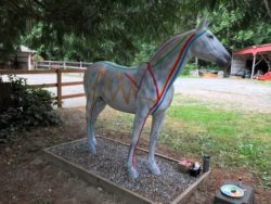 Equine Fascial Lines