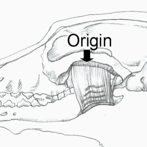 illustration of canine anatomy