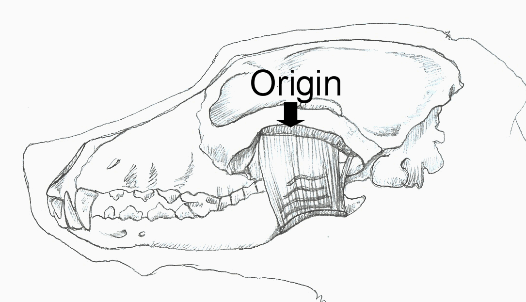 A Guide to Canine Anatomy for Manual Therapies Northwest School of