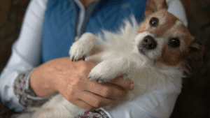 Canine Bodywork Online