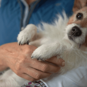 Canine Bodywork Online