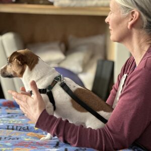 A small dog recieves a massage from a therapist