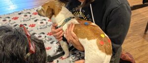 Jack russell terrier getting acupressure