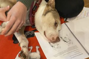 older dog with arthritis