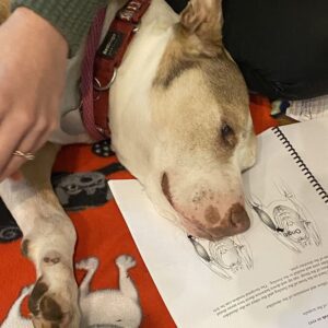 older dog with arthritis