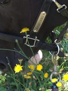 black horse eating dandelions