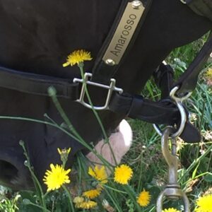 black horse eating dandelions
