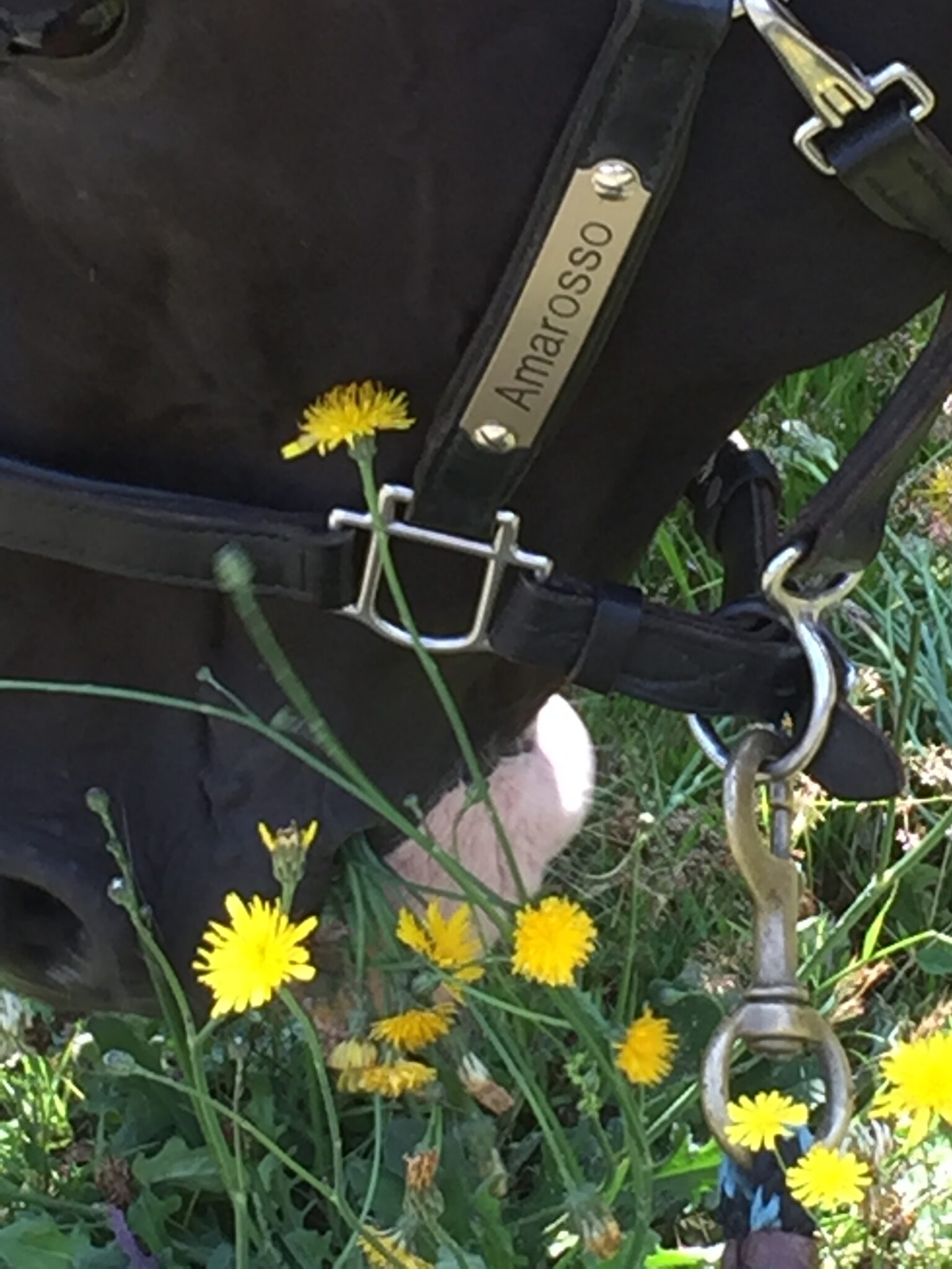black horse eating dandelions
